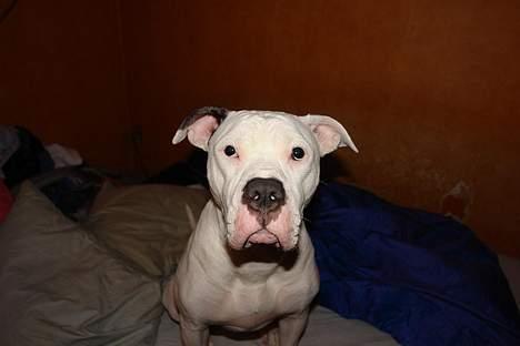 Amerikansk bulldog Trunte billede 11