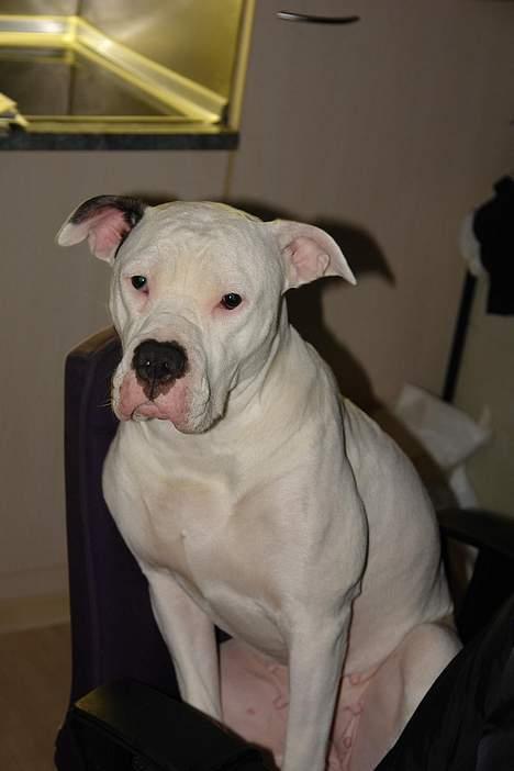 Amerikansk bulldog Trunte billede 12