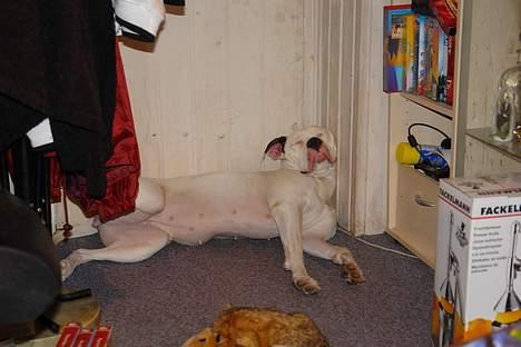 Amerikansk bulldog Trunte billede 13