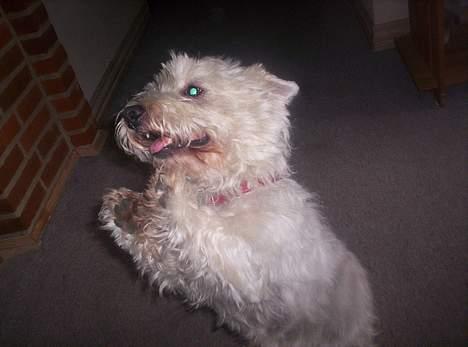 West highland white terrier Lajka billede 8