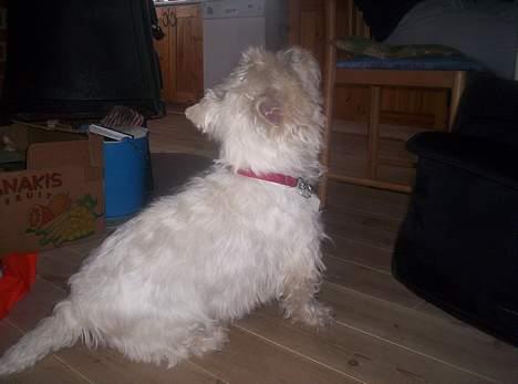 West highland white terrier Lajka billede 9