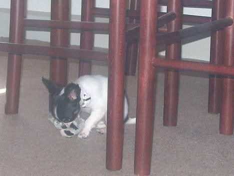 Chihuahua Tjalfe R.I.P Juni 2011 - lille mig billede 14