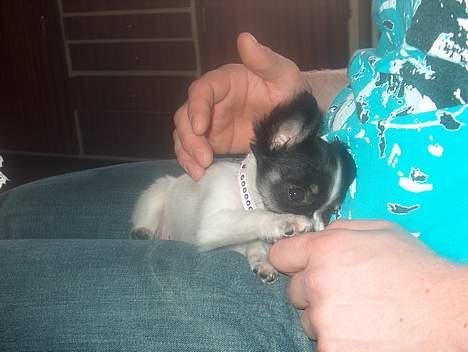 Chihuahua Tjalfe R.I.P Juni 2011 - Onkel Christians fingre,,,,,,,,,HAPS........Haps...haps... billede 15