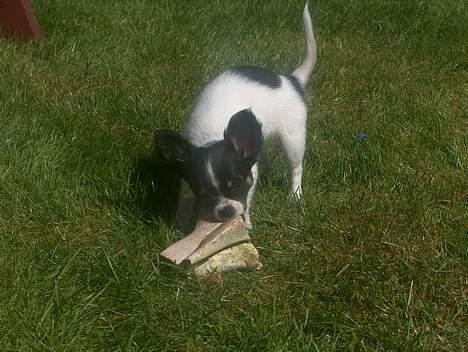 Chihuahua Tjalfe R.I.P Juni 2011 - Farmor har altså lidt overvuderet kødbens str. til mig=0) billede 16