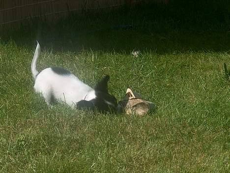 Chihuahua Tjalfe R.I.P Juni 2011 - Meeen det er mit! billede 17