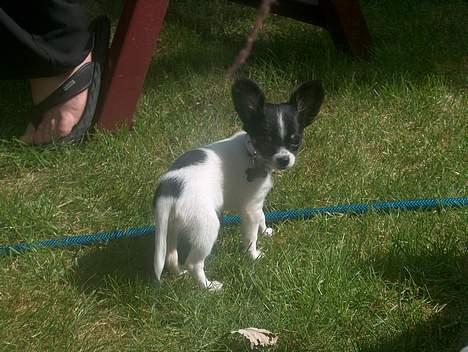 Chihuahua Tjalfe R.I.P Juni 2011 - hvad mener du med jeg har bidt i vandslangen....det ER ikk mig=0) billede 18
