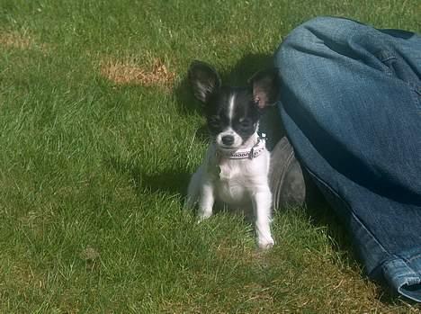 Chihuahua Tjalfe R.I.P Juni 2011 - Her er jeg .....og jeg ER farlig billede 19