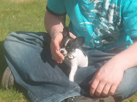 Chihuahua Tjalfe R.I.P Juni 2011 - ha ha ham onkel christian er sjov billede 20