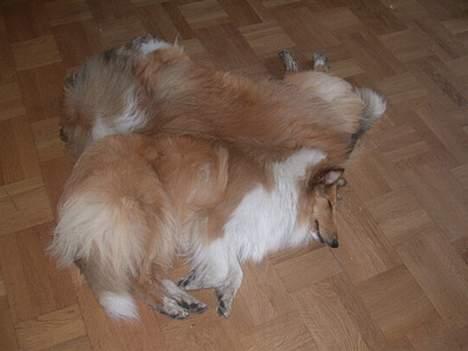 Collie langhåret Gimli billede 5