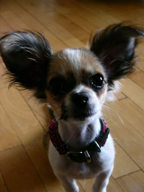 Chihuahua Mogens - så sød billede 1