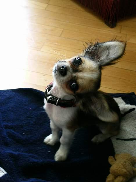 Chihuahua Mogens - mogens hører snoop billede 2