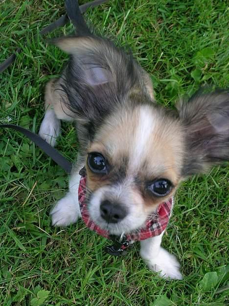 Chihuahua Mogens - hej hej billede 3