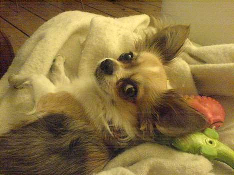 Chihuahua Mogens - "er det mig I snakker om?" billede 4