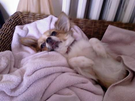 Chihuahua Mogens - Mogens efter hans operation billede 5