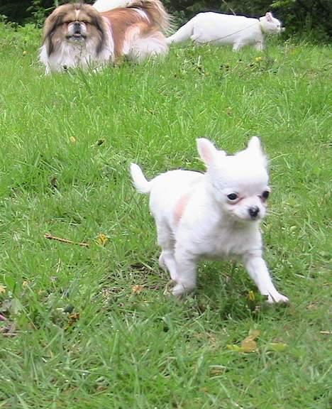 Chihuahua Destiny - Danger, Nala og Destiny i haven. billede 9