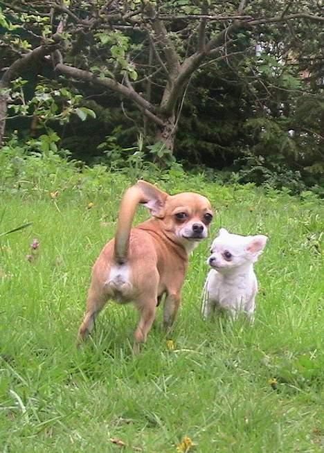 Chihuahua Destiny billede 10