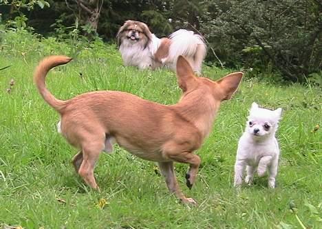 Chihuahua Destiny - Challenge, Danger og Destiny billede 11