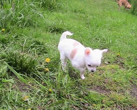 Chihuahua Destiny - Challenge og Destiny hygger i haven billede 12