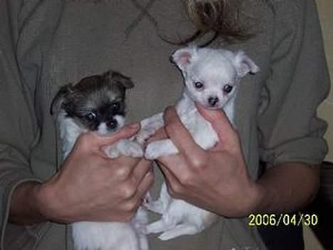 Chihuahua Destiny - Inden hun kom hjem billede 13