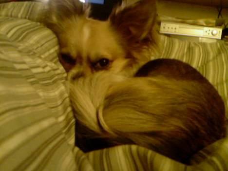 Chihuahua Mogens - La´ mg være, jeg sover! billede 7