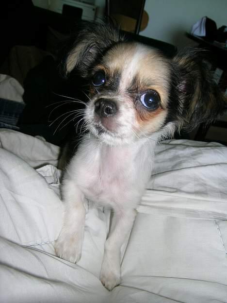 Chihuahua Mogens - Hvalpe mogens. Dengang han ikke kunne bære sine ører selv. billede 8