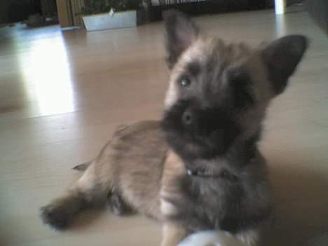 Cairn terrier Lucky - Mig som lille billede 1