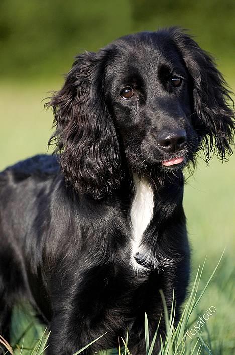 Blanding af racer Blanding *Luna* - Velkommen til Lille Trolds profil.. læg endelig et poteaftryk ;) billede 1
