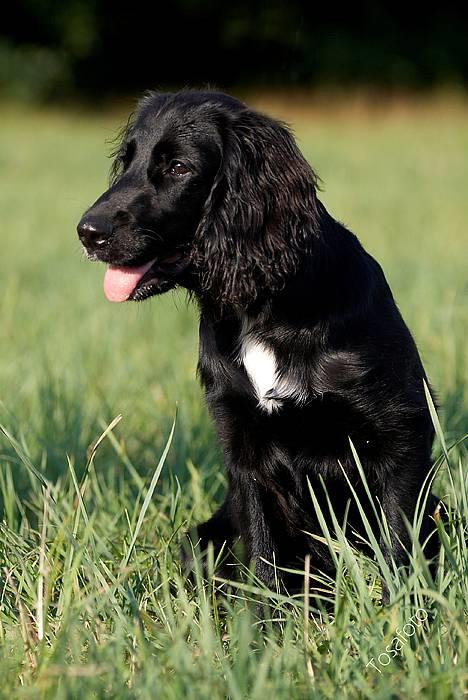 Blanding af racer Blanding *Luna* - vaaarmt billede 2