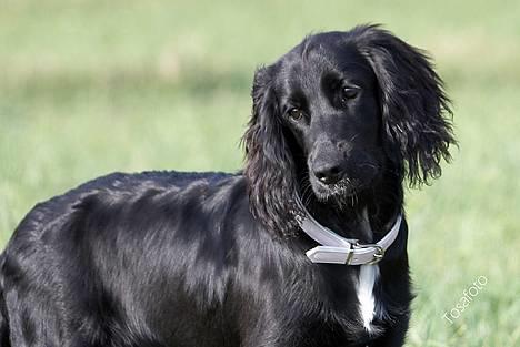 Blanding af racer Blanding *Luna* - hvad siger i dog? billede 3