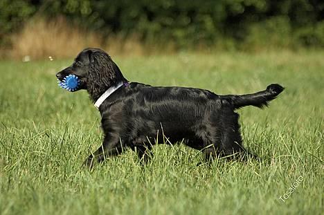 Blanding af racer Blanding *Luna* - i kan ikke fa-ange mig billede 4