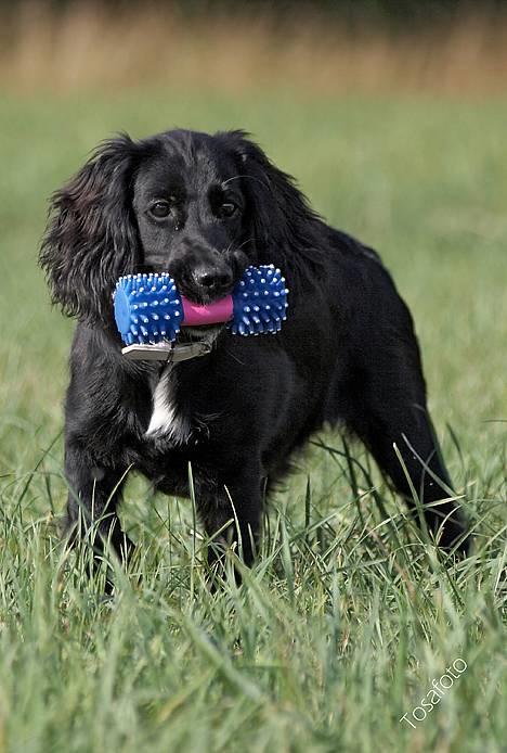 Blanding af racer Blanding *Luna* - jeg leger også med Tosa´s-piver billede 5