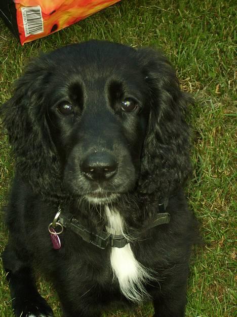 Blanding af racer Blanding *Luna* - smukke Luna billede 6