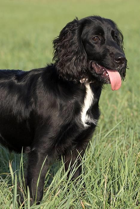 Blanding af racer Blanding *Luna* - billeder igen nu?? billede 7