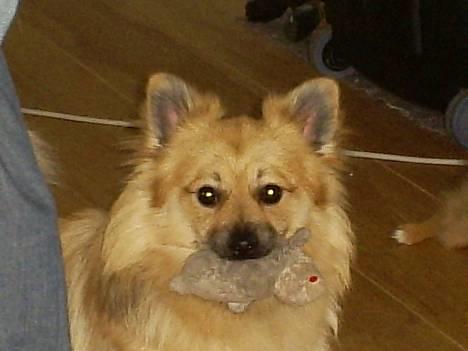 Pomeranian Diego - uhh mor jeg elsker bare min lille bamse... billede 18