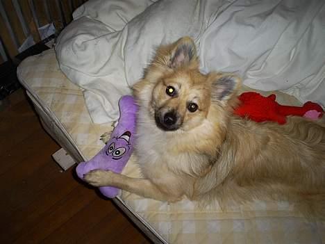 Pomeranian Diego - Nu er jeg blevet 1 år gammelt den 15.05.2006 billede 19