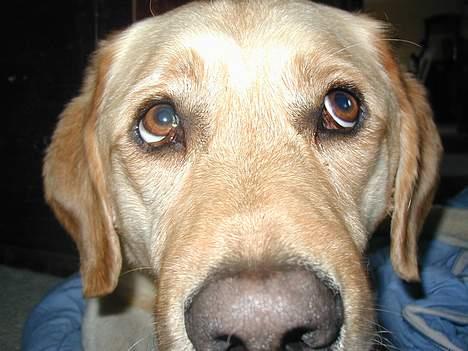 Blanding af racer Zeus - Tager du billeder?? billede 1