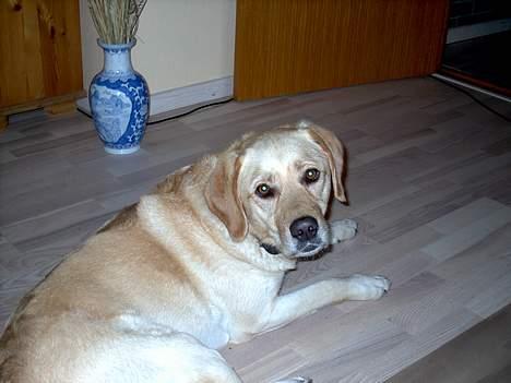 Blanding af racer Zeus - Er jeg ikke fin? billede 2