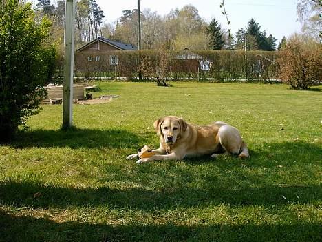 Blanding af racer Zeus - Dejlig vejr, dejlig have billede 3