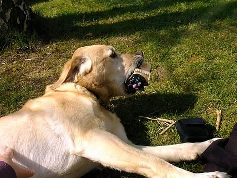 Blanding af racer Zeus - Jeeg ææælsker pivedyr billede 4