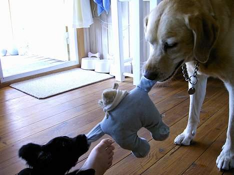 Blanding af racer Zeus - Han er meget forsigtig når han leger med Luna billede 5