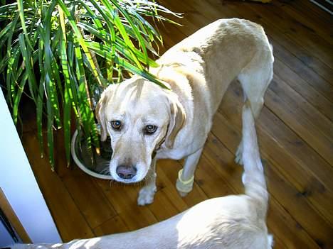 Blanding af racer Zeus - AAAV Nille har forbundet min blødende pote, er det ikke synd for mig?? billede 6