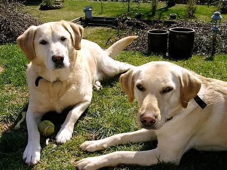 Blanding af racer Zeus - Bedste venner Bror Buller Og Naja billede 7