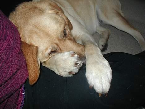 Blanding af racer Zeus - Putte putte, jeg tror jeg er en lille skød-hund billede 9