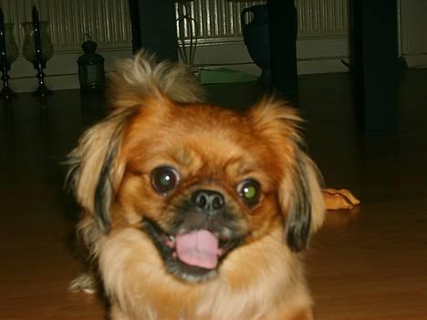 Tibetansk spaniel Teddy  R.I.P. - Hej, jeg hedder Teddy billede 1