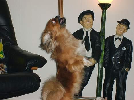 Tibetansk spaniel Teddy  R.I.P. - Wow, se hvad jeg kan!!!! billede 2