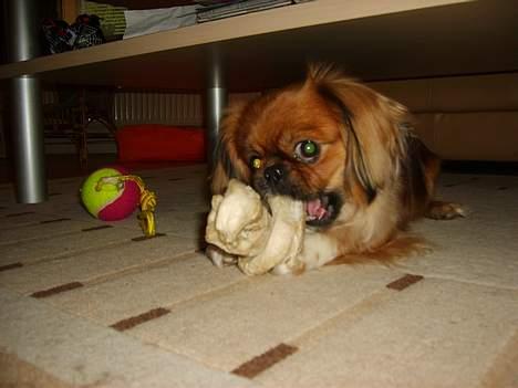 Tibetansk spaniel Teddy  R.I.P. - Er du nu der igen!!! billede 3