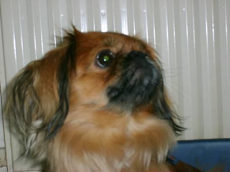 Tibetansk spaniel Teddy  R.I.P. - Nej mor, ikke flere billeder!!!!! billede 5