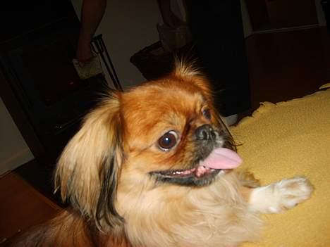 Tibetansk spaniel Teddy  R.I.P. - Min bedste fotovinkel!!! billede 6