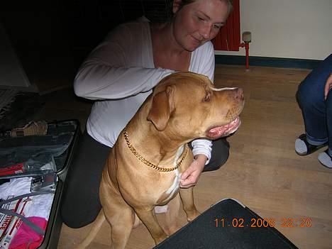 Blanding af racer Boey DØD - Mor og far er lige kommet hjem fra ferie... med en guldkæde til mig! billede 7