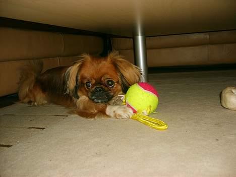 Tibetansk spaniel Teddy  R.I.P. - Hvem siger noget???? billede 7